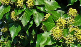 Hedera helix